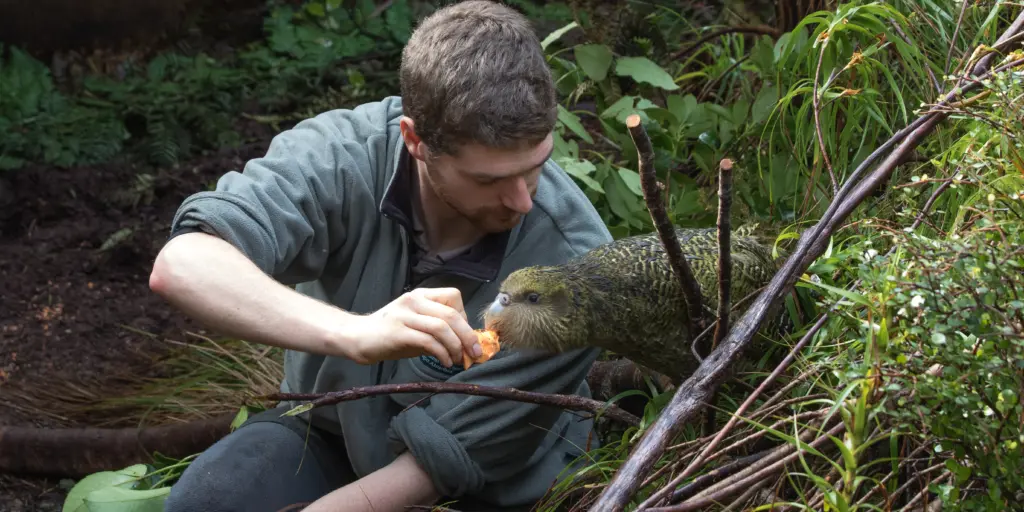 Kākāpō feeding