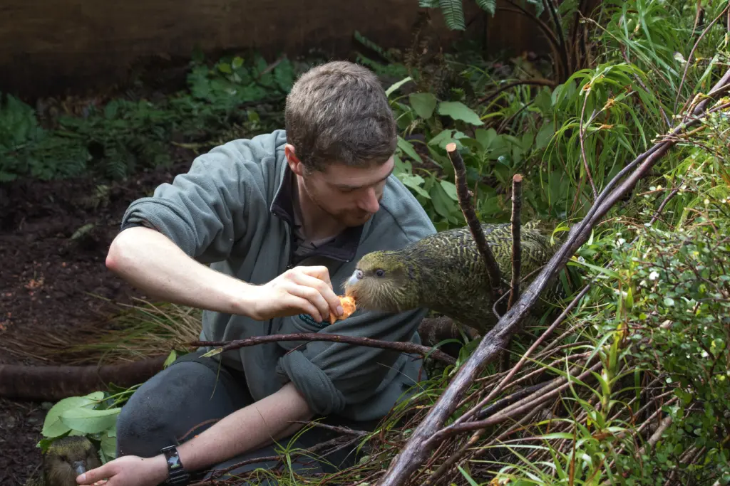 Kākāpō feeding
